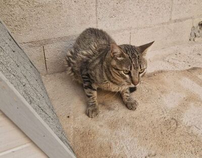 Luis (geb. Juni 22) - EKH-Kater, EKH - Kater