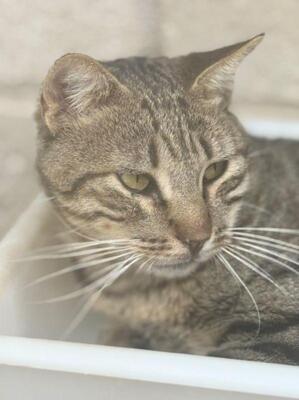 Luis (geb. Juni 22) - EKH-Kater, EKH - Kater