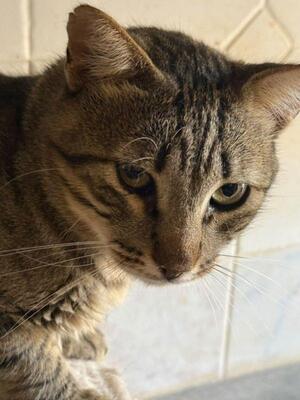 Luis (geb. Juni 22) - EKH-Kater, EKH - Kater