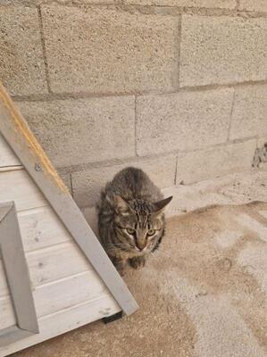 Luis (geb. Juni 22) - EKH-Kater, EKH - Kater