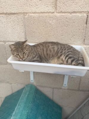 Luis (geb. Juni 22) - EKH-Kater, EKH - Kater