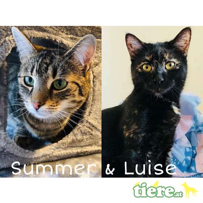 Luise und Summer, Tierschutzverein SOS Katze - Katze