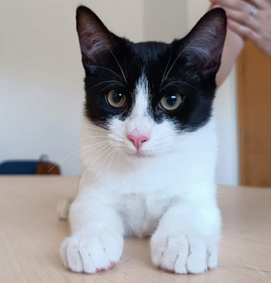 Luka - ein rundum knuffiges Katerchen, EKH Jungtier - Kater