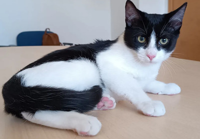 Luka - ein rundum knuffiges Katerchen, EKH Jungtier - Kater