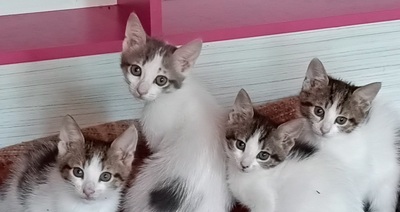 Luke, Lou, Lee, Lilly - werden auch einzeln vermittelt!, k.A. Jungtier - Katze