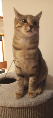 Luki