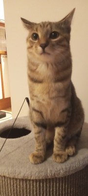 Luki, Hauskatze mit Tabby Musterung Jungtier - Kater