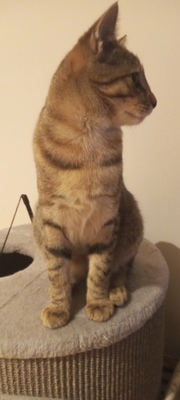 Luki, Hauskatze mit Tabby Musterung Jungtier - Kater