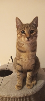Luki, Hauskatze mit Tabby Musterung Jungtier - Kater