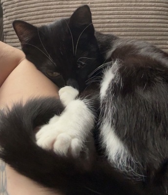 Lulu, Hauskatze Jungtier - Katze