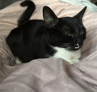 Lulu, Hauskatze Jungtier - Katze