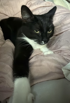 Lulu, Hauskatze Jungtier - Katze