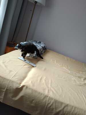 Lumi, Hauskatze - Katze