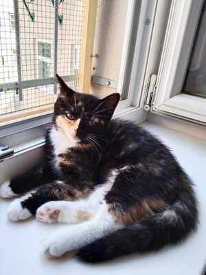 Lumi, Hauskatze - Katze