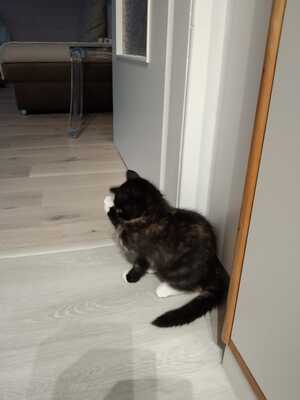 Lumi, Ragdoll und hauskatze Jungtier - Katze