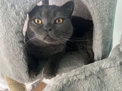 Lumos & Simba, BKH - - Kater