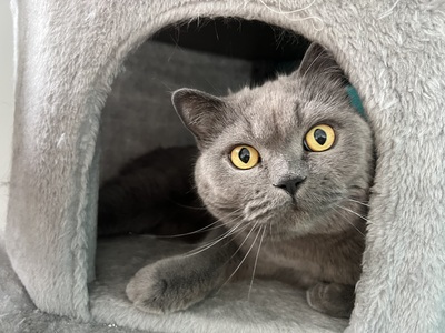 Lumos & Simba, BKH - - Kater
