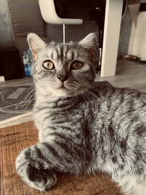 Luna, BKH - Katze