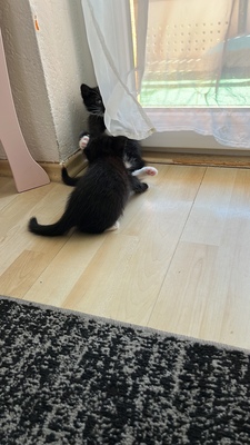 Luna, Babykatzen Jungtier - Katze
