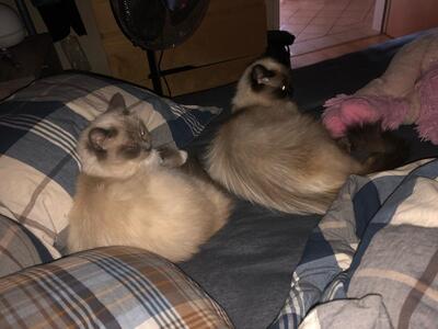 Luna & Bailey, RAGDOLL - Katze