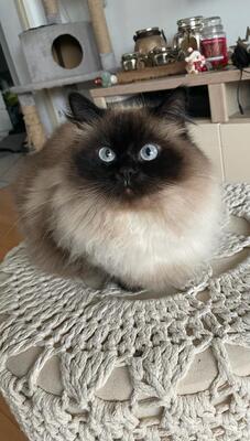 Luna & Bailey, RAGDOLL - Katze