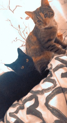 Luna & Bella, ‌Haus Katze Jungtier - Katze