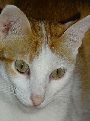 Luna, Europäisch Kurzhaar - Katze