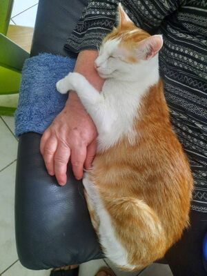 Luna, Europäisch Kurzhaar - Katze