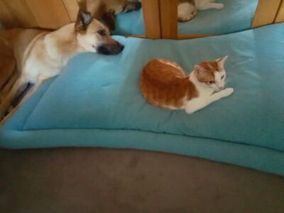 Luna, Europäisch Kurzhaar - Katze