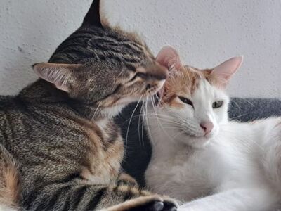 Luna, Europäisch Kurzhaar - Katze