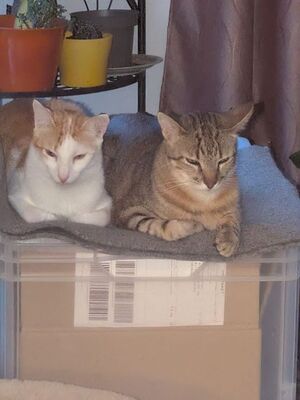 Luna, Europäisch Kurzhaar - Katze