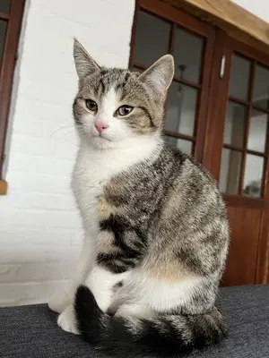Luna & Kaya, Kurzhaar Jungtier - Katze