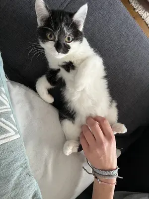 Luna & Kaya, Kurzhaar Jungtier - Katze