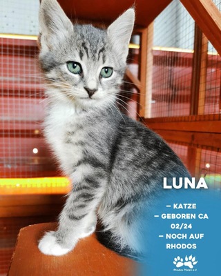 Luna, Mischling Jungtier - Katze