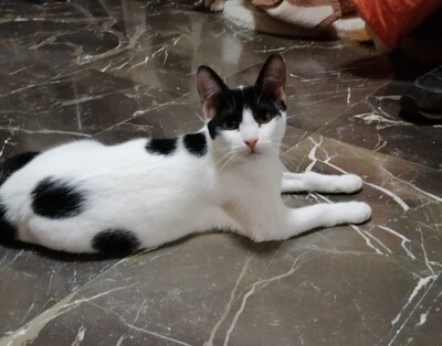 Luna, Mischling - Katze