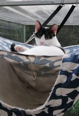 Luna, Mischling - Katze