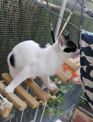 Luna, Mischling - Katze