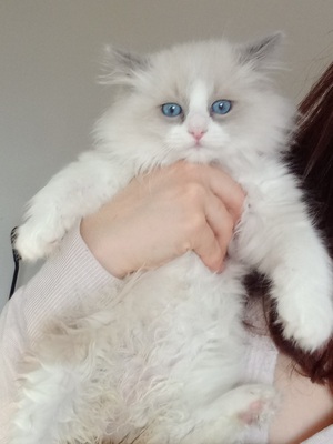 Luna, RAGDOLL Jungtier - Katze