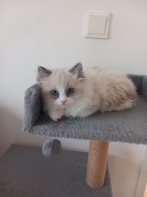 Luna, RAGDOLL Jungtier - Katze