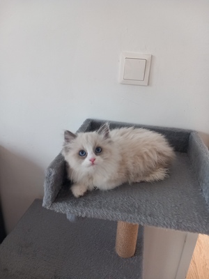 Luna, RAGDOLL Jungtier - Katze