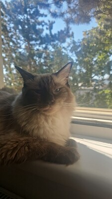 Luna, Ragdolls/siam - Katze