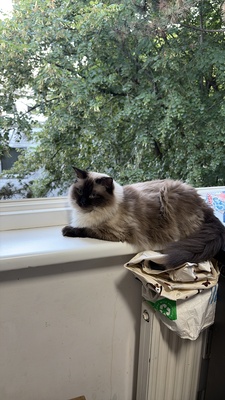 Luna, Ragdolls/siam - Katze