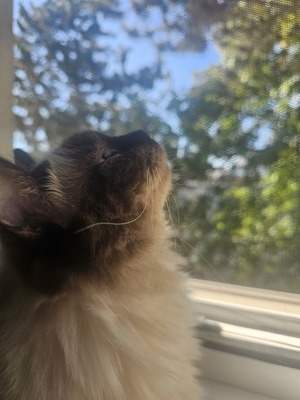 Luna, Ragdolls/siam - Katze