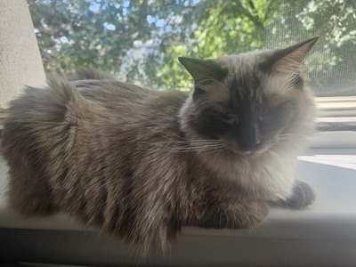 Luna, Ragdolls/siam - Katze