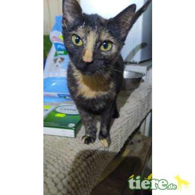 Luna, sucht ein Körbchen - Katze