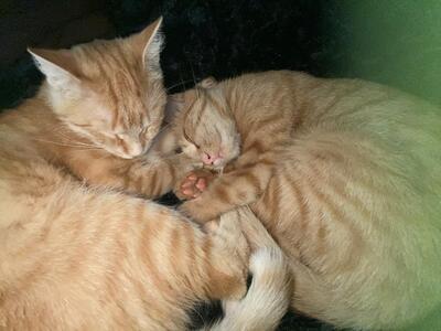 Luna und Mara, .. - Katze