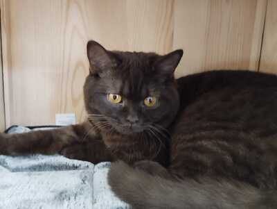 Luna und Mogli, BKH - Katze