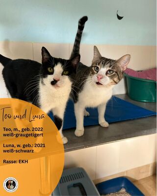 Luna und Teo, Europäisch Kurzhaar (EKH) - Katze