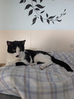 Luna und Teo, Europäisch Kurzhaar (EKH) - Katze