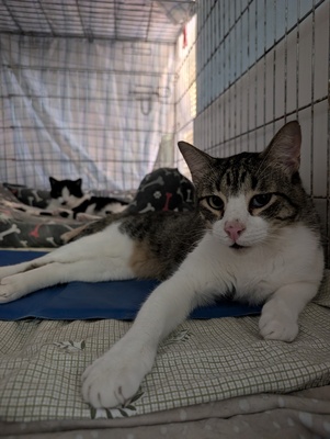 Luna und Teo, Europäisch Kurzhaar (EKH) - Katze